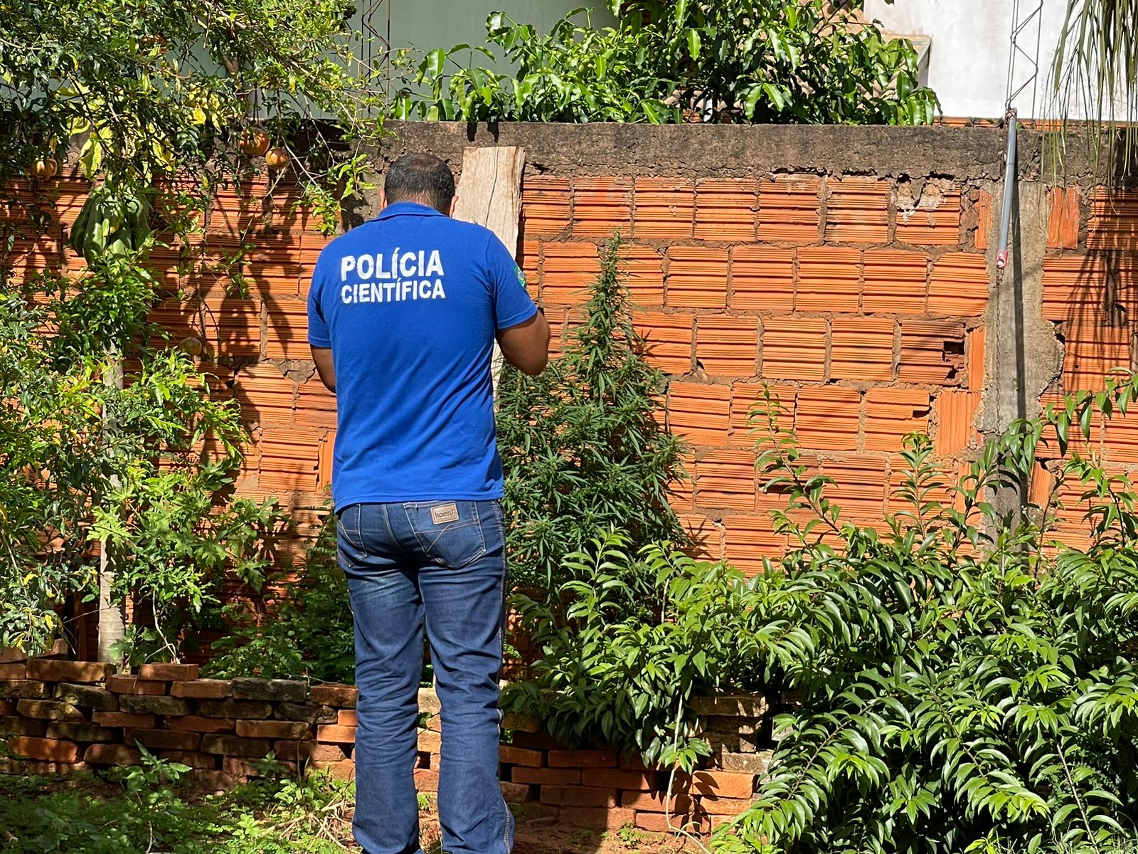 Perito tirando foto da planta de maconha - Foto: Jornal da Nova